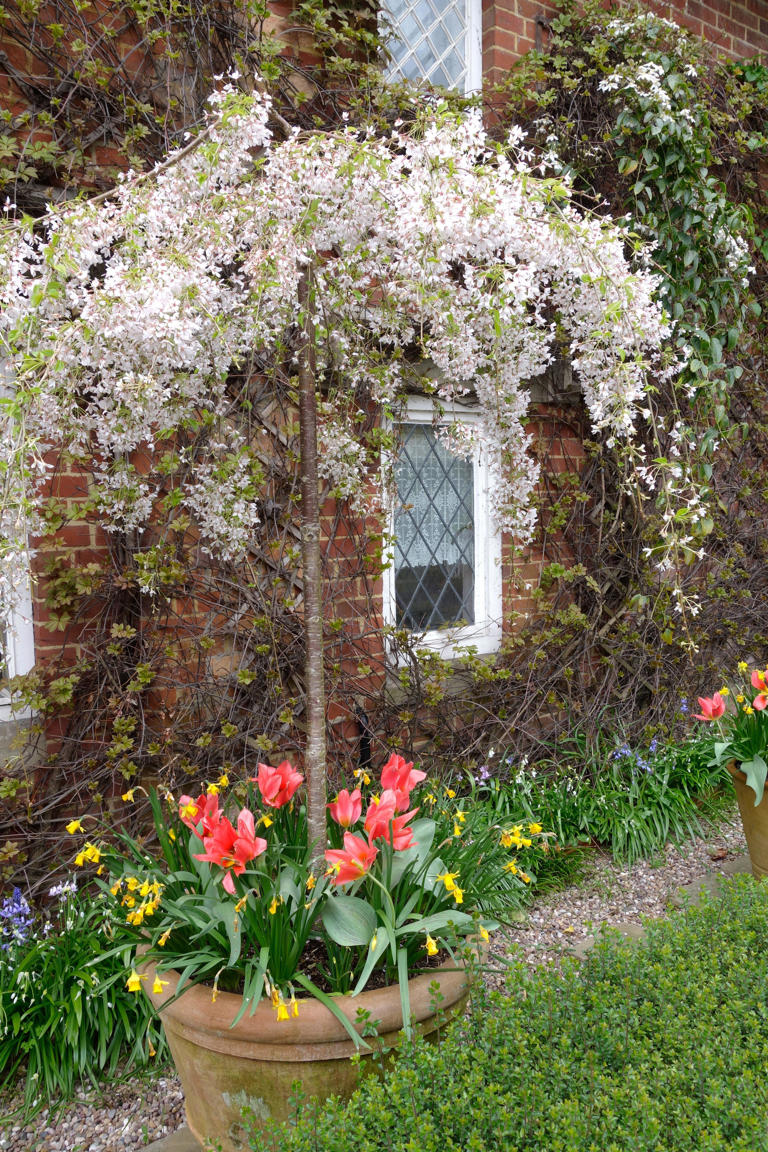 Gardening expert shares how wildlife can thrive in a small garden