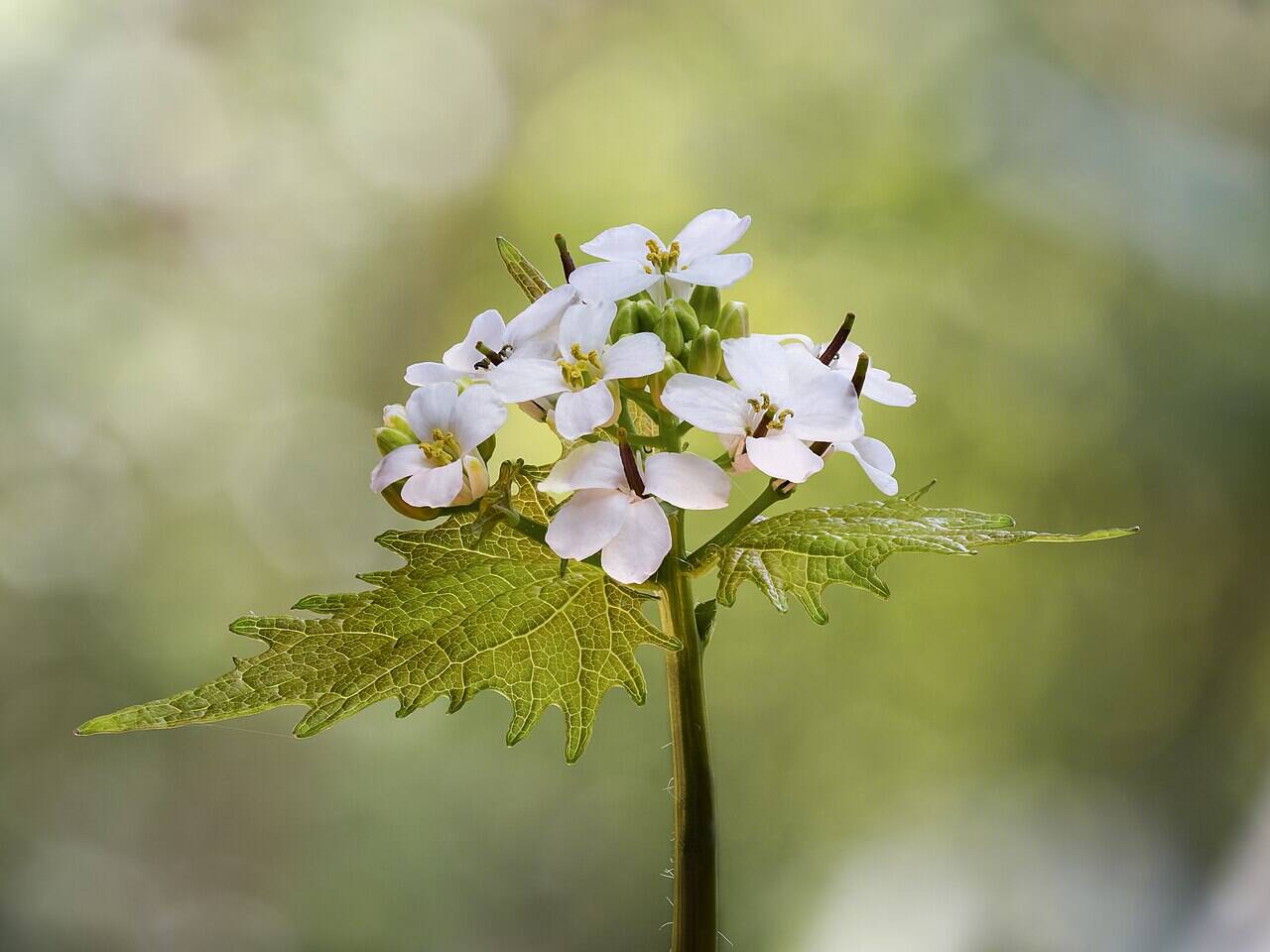 In the 1850s, settlers brought garlic mustard to America for food and ...