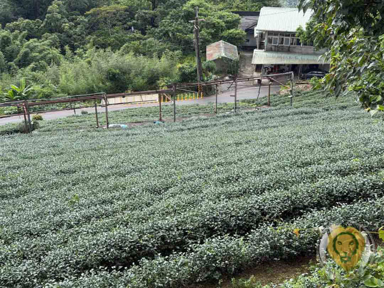 Mei-Jia Tea Garden, savoring Taiwan’s tea culture one cup at a time