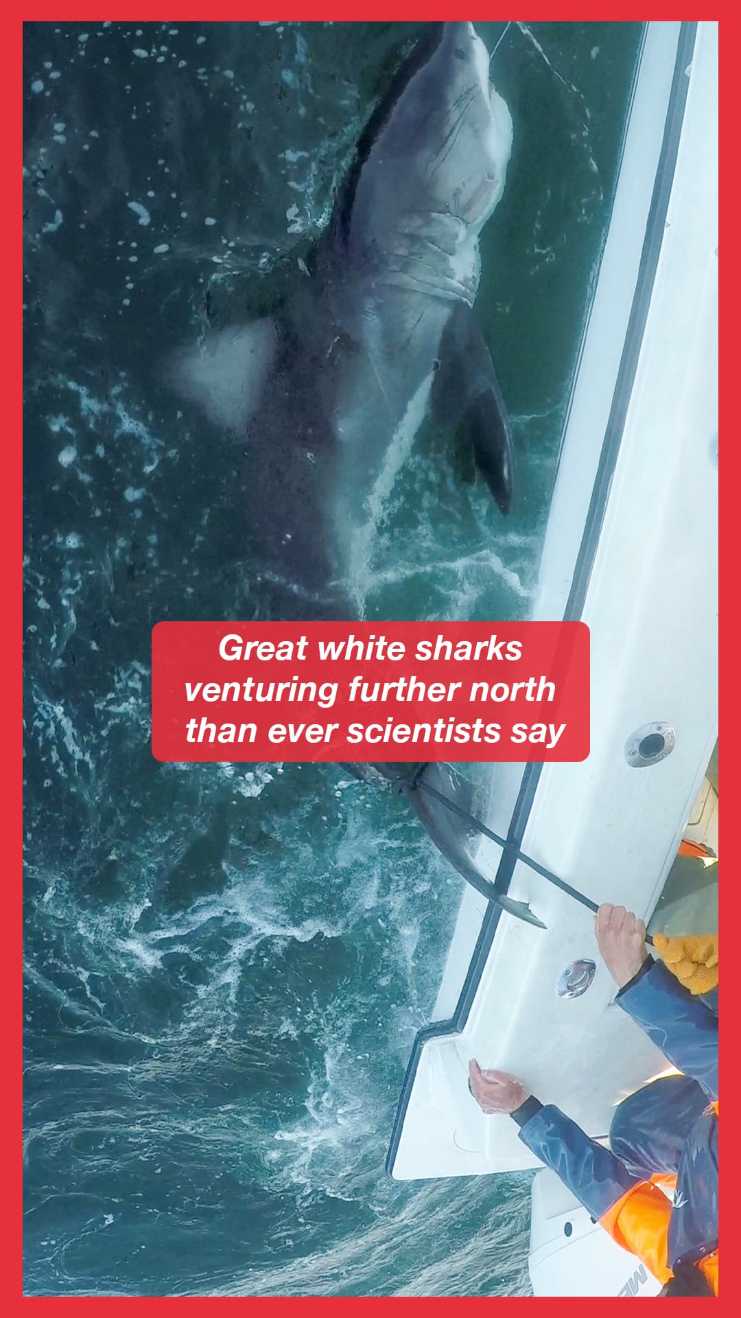 Great white sharks venturing further north than ever, scientists say