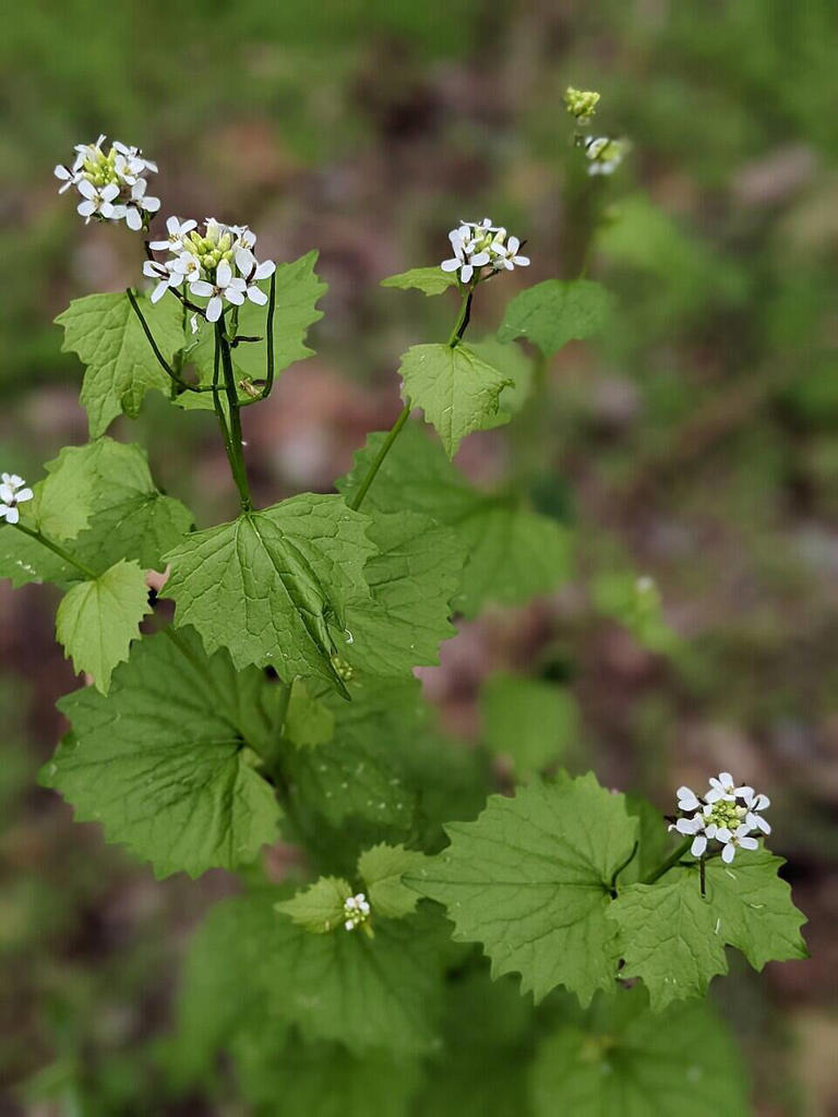 In the 1850s, settlers brought garlic mustard to America for food and ...