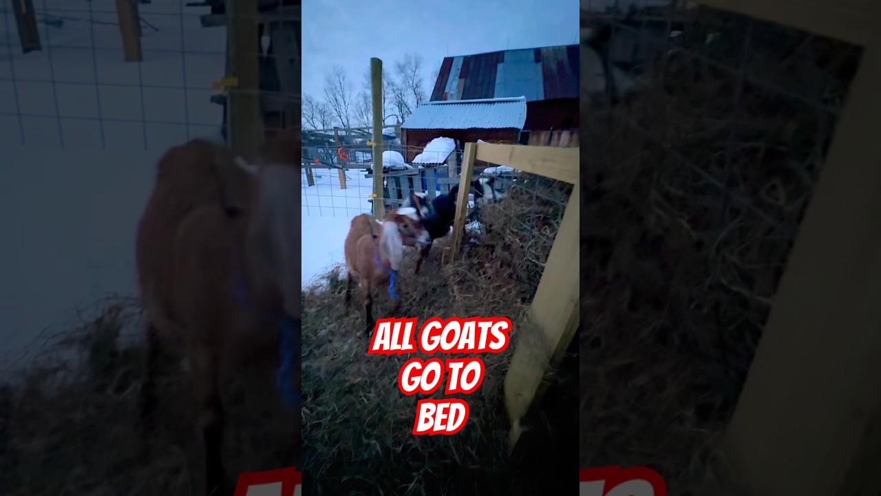 Experience our goats' nightly bedtime routine
