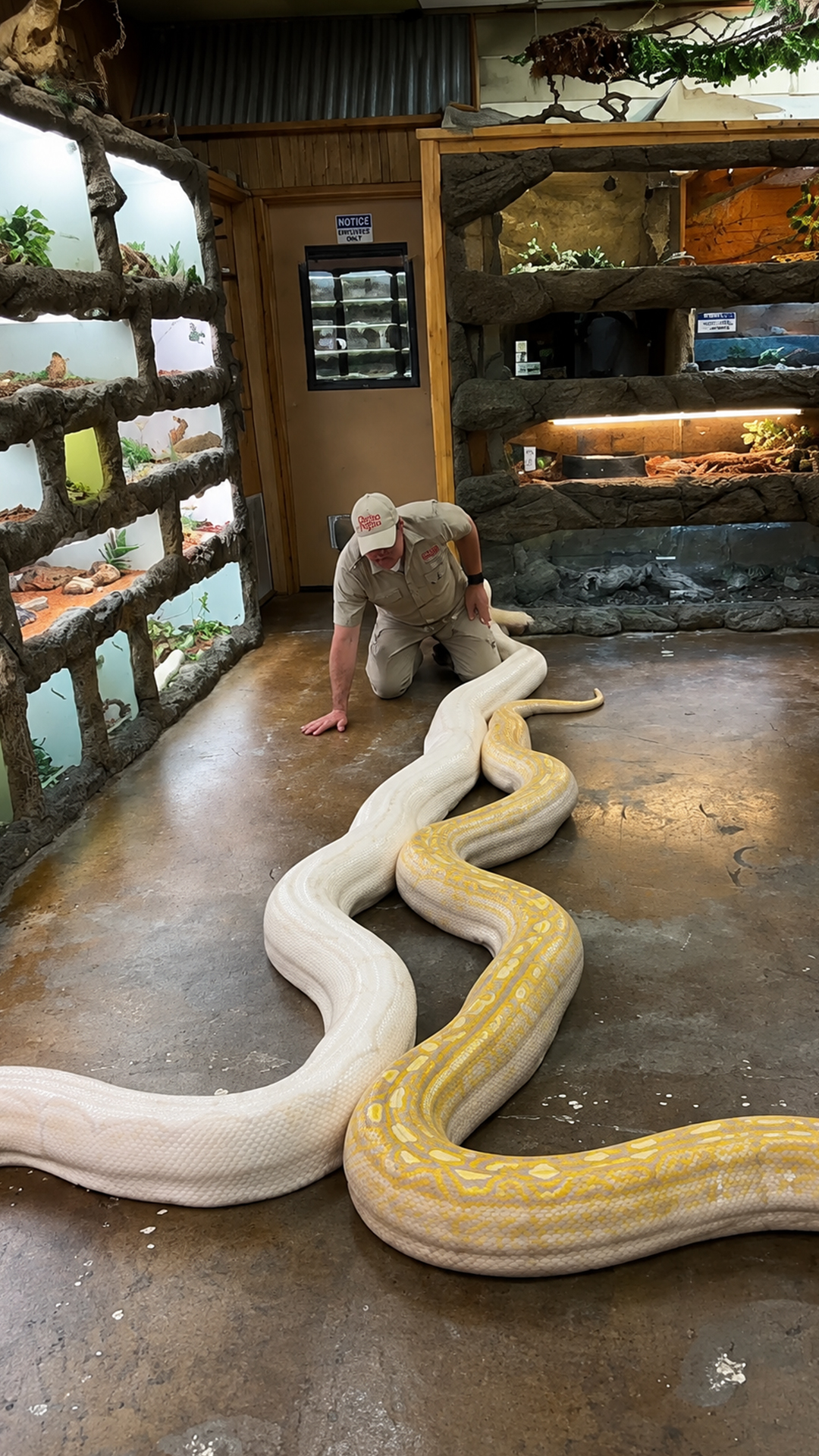 Giant reticulated pythons reveal why they rank among largest snakes
