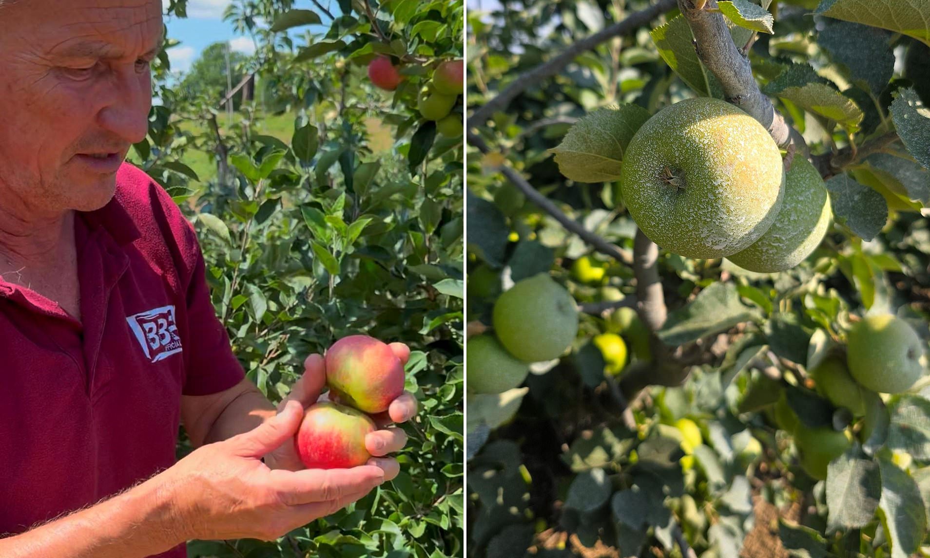 Farmer resorts to applying special 'sun cream' on his apples to stop them boiling amid heatwave
