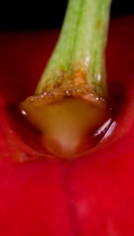 Cherry macro details reveal hidden beauty