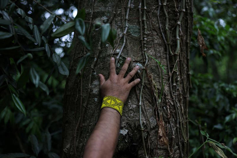 In Brazil, indigenous experts care for native, stingless bees