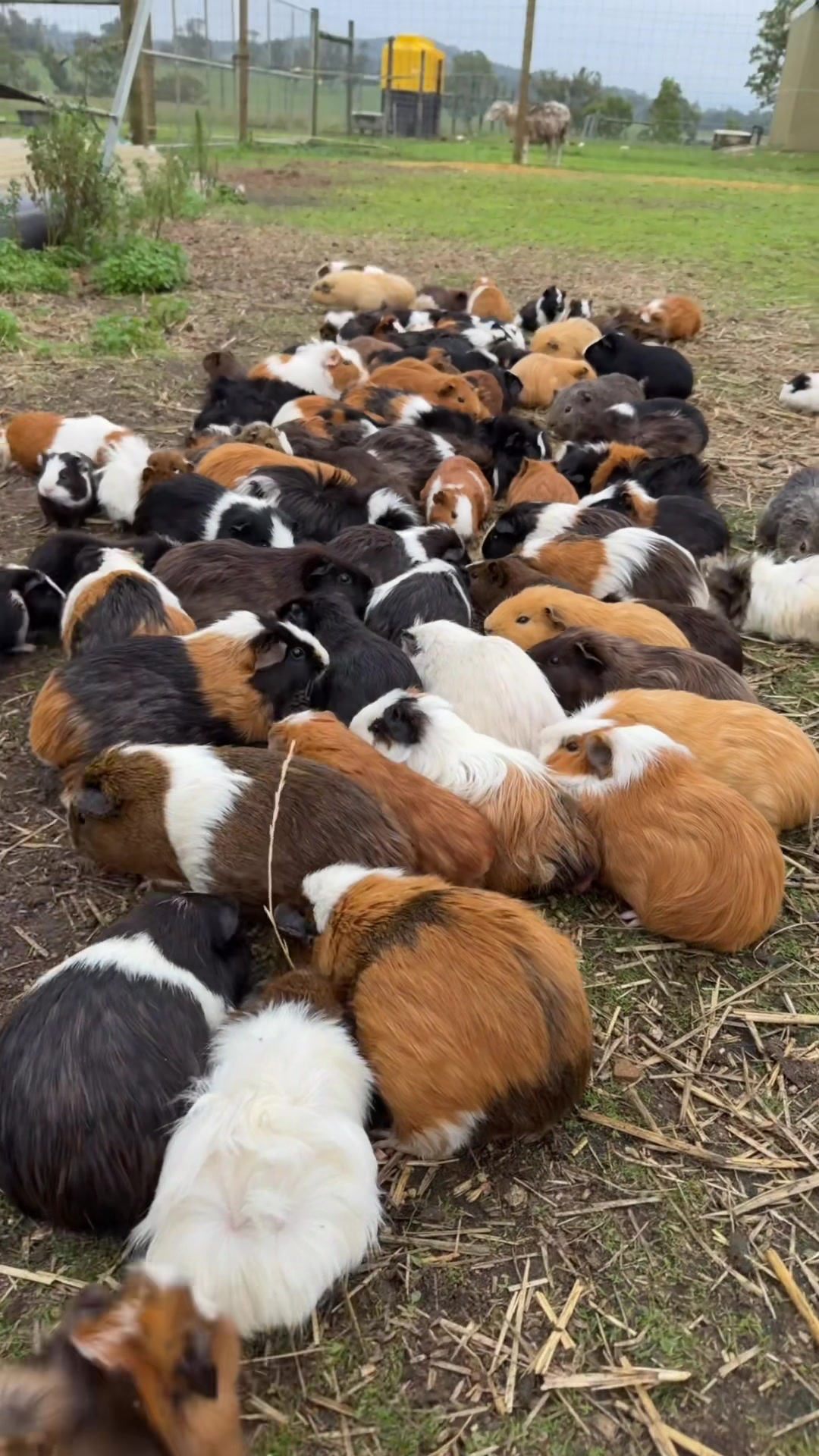 Inside the world of guinea pig care