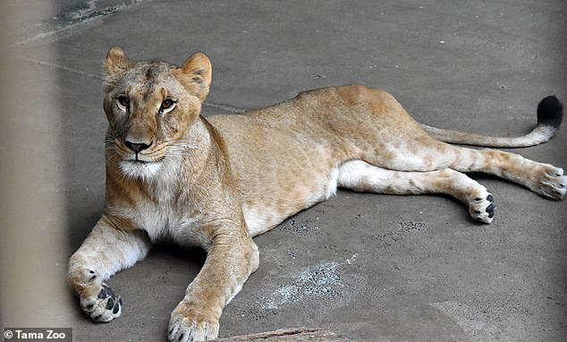 Lions at Tokyo zoo die from suspected heatstroke - as experts warn animals at UK zoos could be next