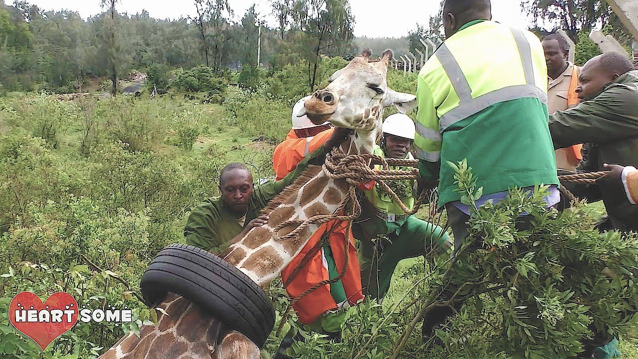Most Heartwarming Animals Rescue || Heartsome
