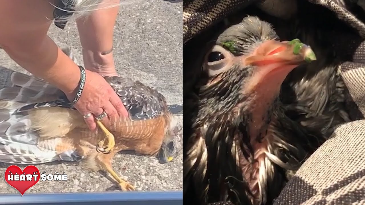 Top 5 dramatic bird rescues - Animal Rescue | Heartsome