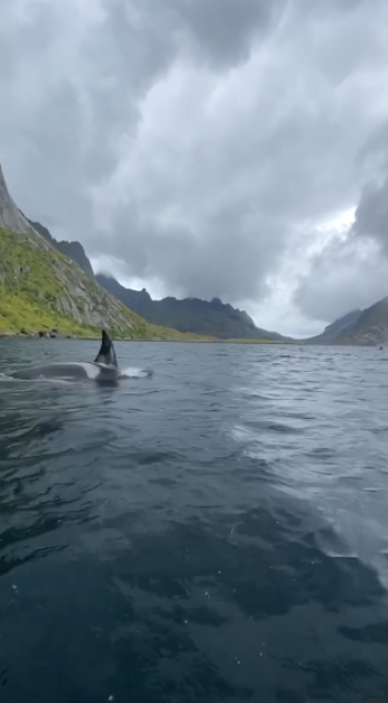 Discovering the wild life of marine predators