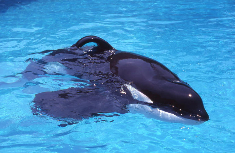 Why do captive killer whales have drooping dorsal fins?