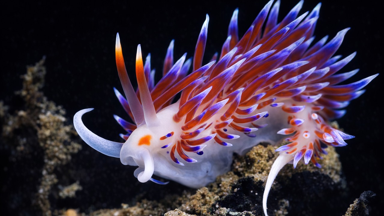 These sea creatures look helpless... then their deadliest defense kicks ...