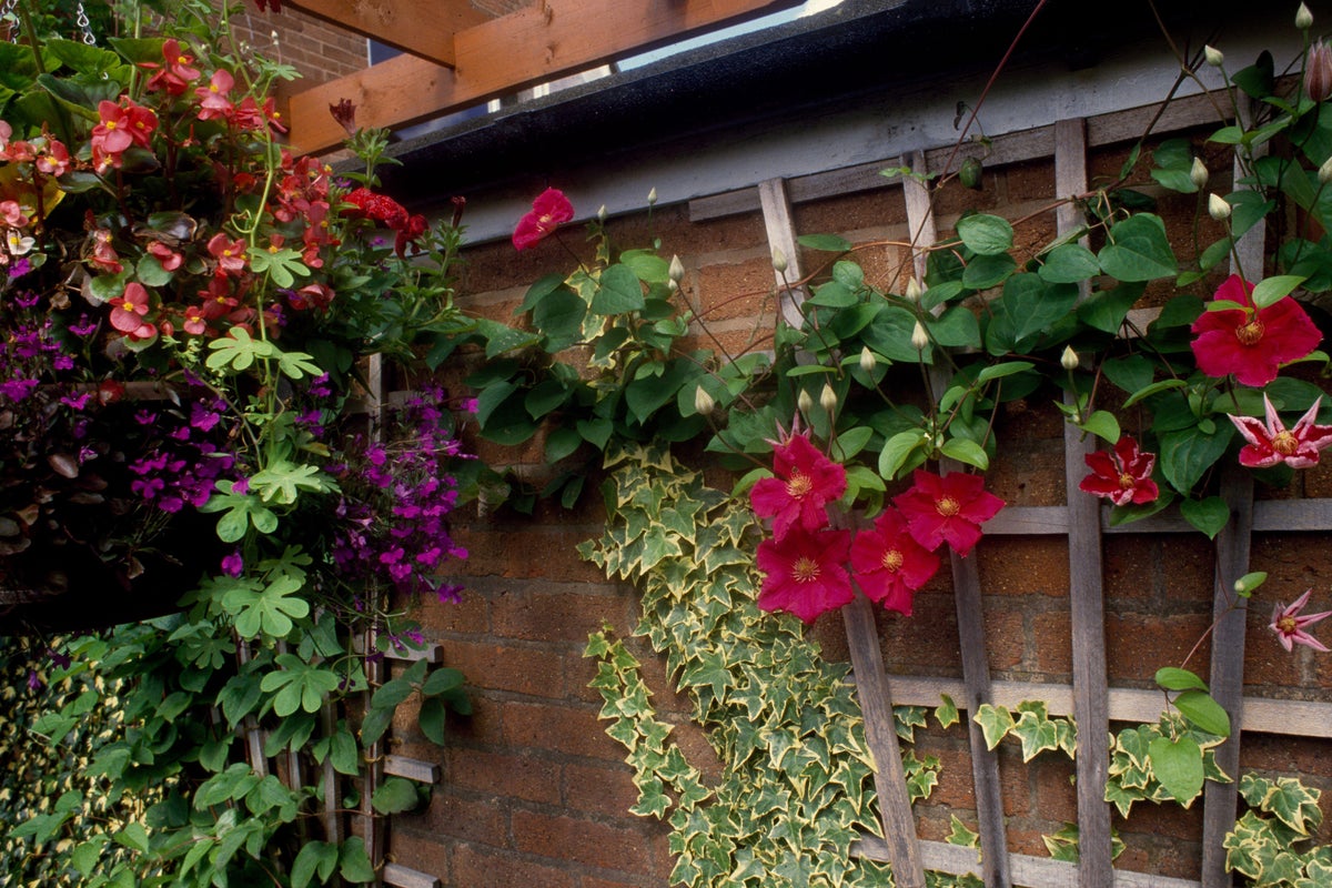 Gardening expert shares how wildlife can thrive in a small garden
