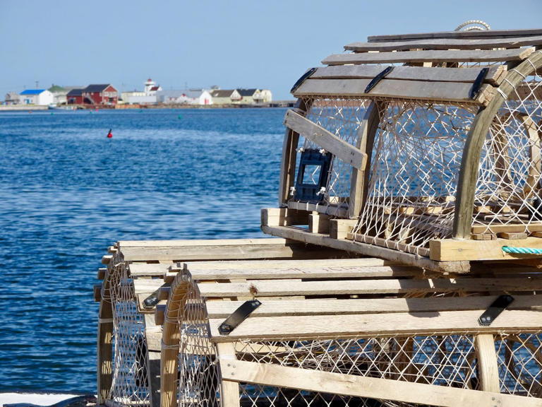 DFO study updates science behind lobster management measures in NS., NB