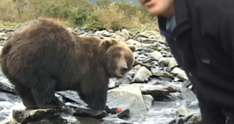 A 450 kg Grizzly Bear Attack – Seconds Later He is Eaten Alive