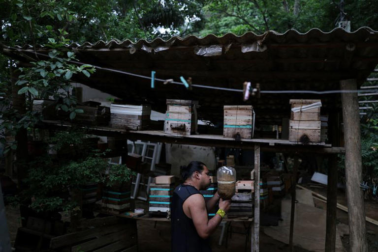 In Brazil, indigenous experts care for native, stingless bees