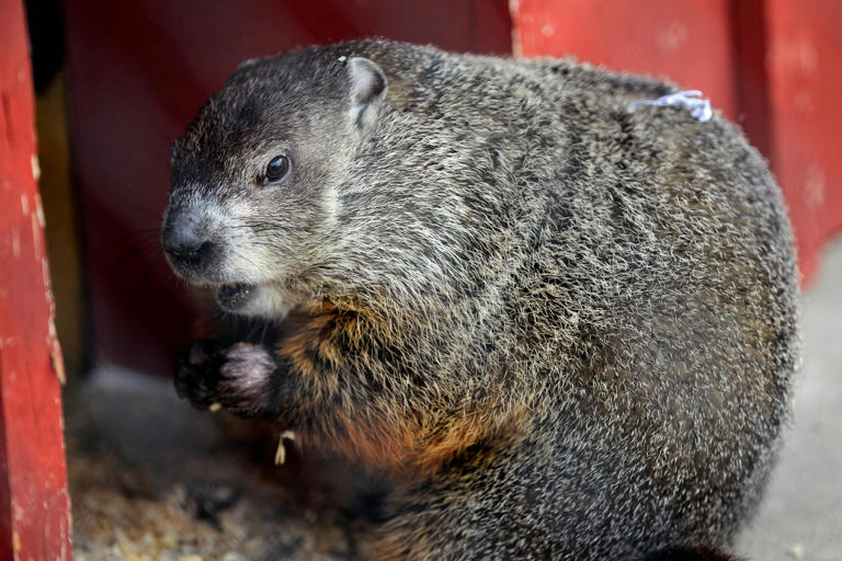 Aggressive Peekskill groundhog tests positive for rabies