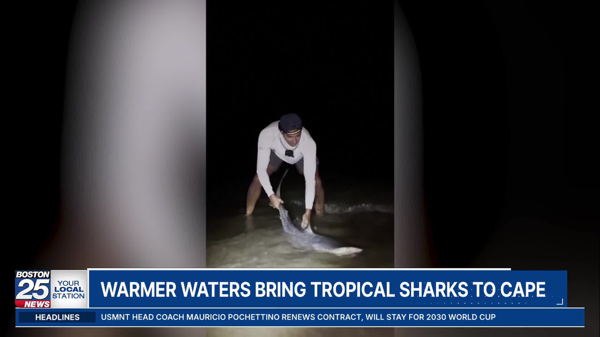 Warmer water brings tropical sharks to Cape Cod