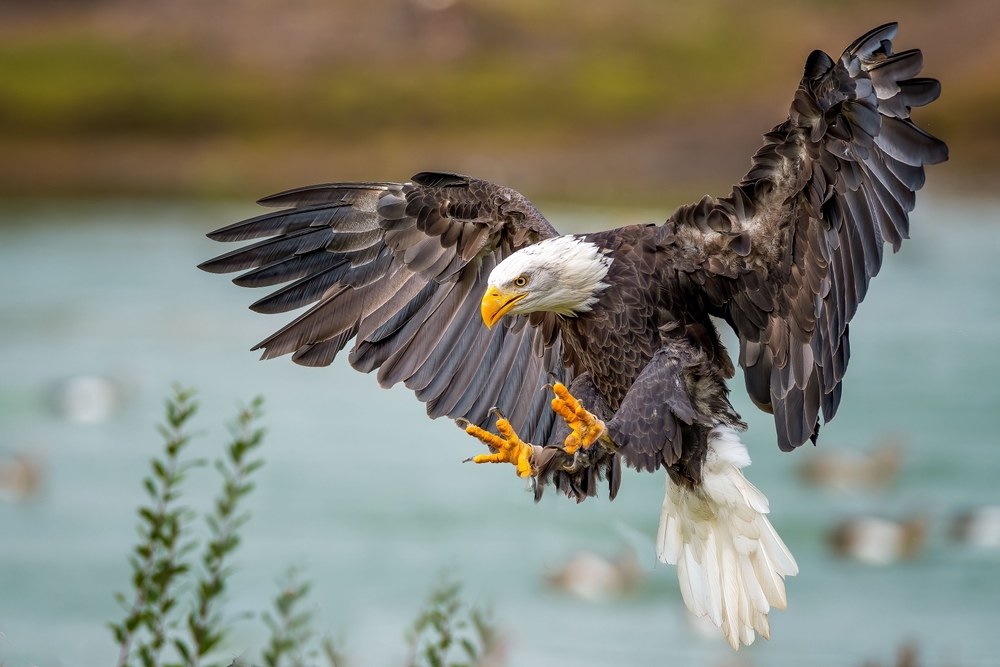 6 animals that became national symbols