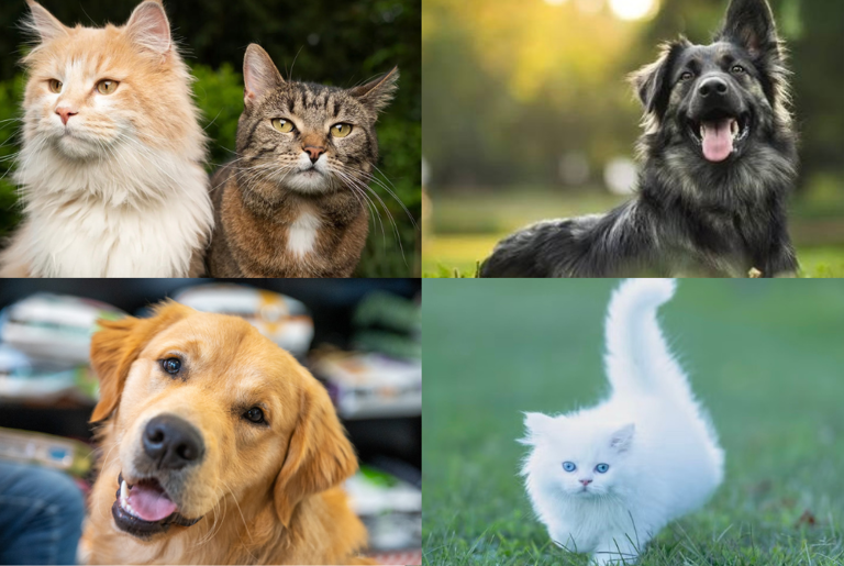 How eight countries are tightening pet ownership laws