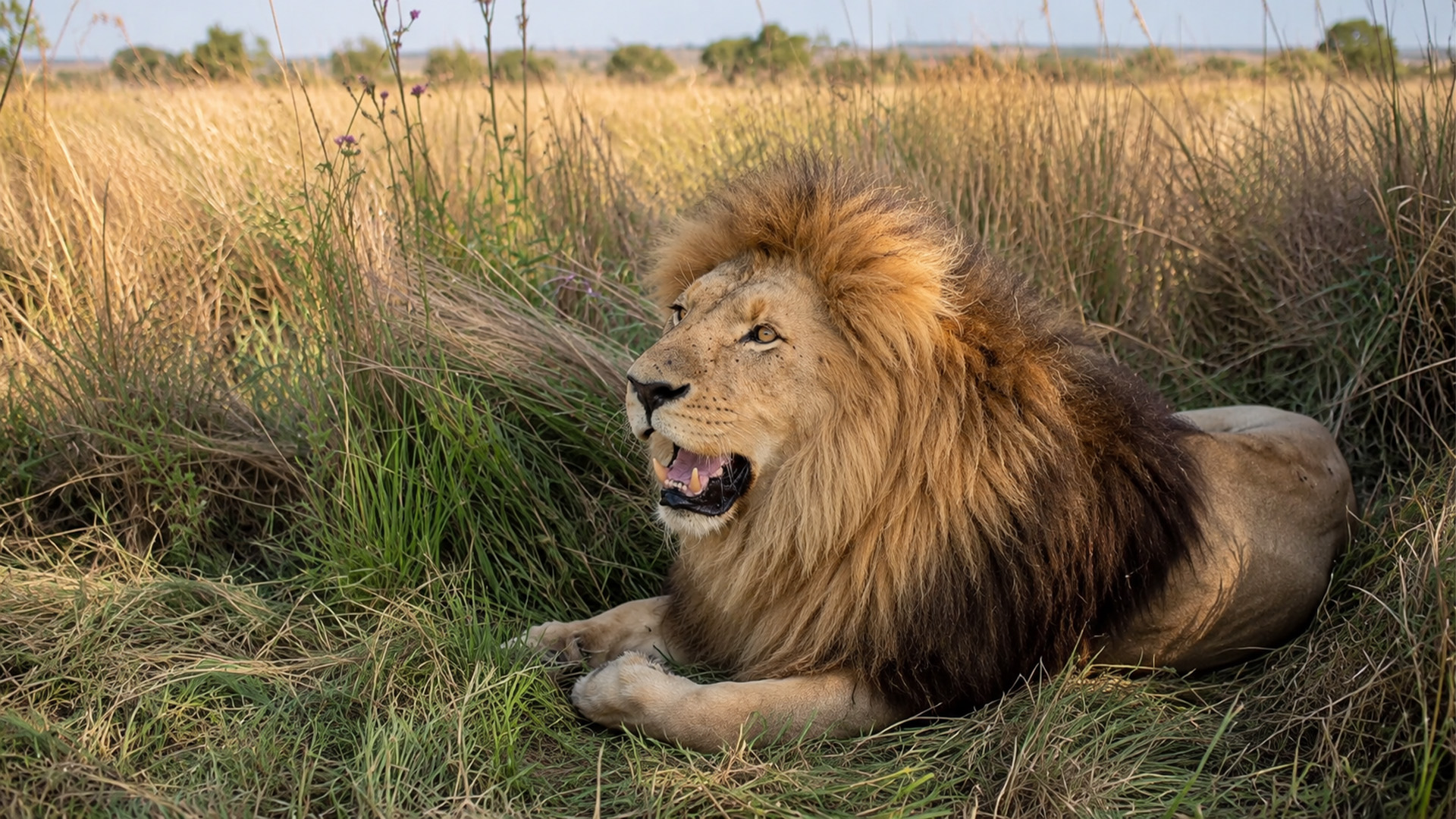 the-lion-saw-something-he-hated