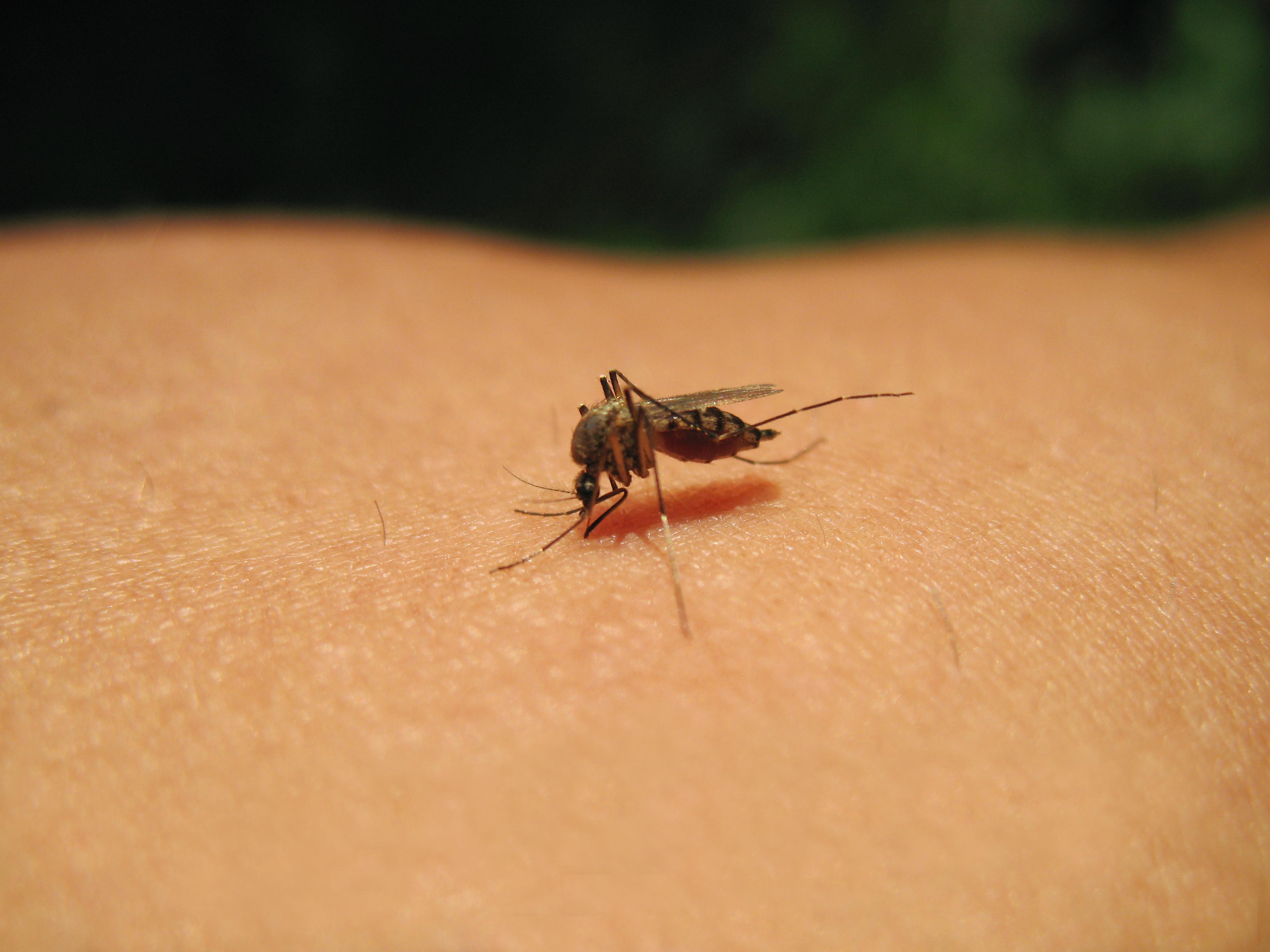 Lee County sends mosquito control support to Hillsborough