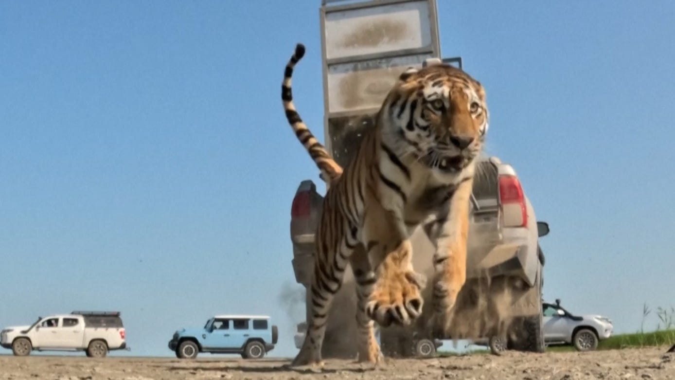 Endangered Amur tiger released into the wild in major conservation ...
