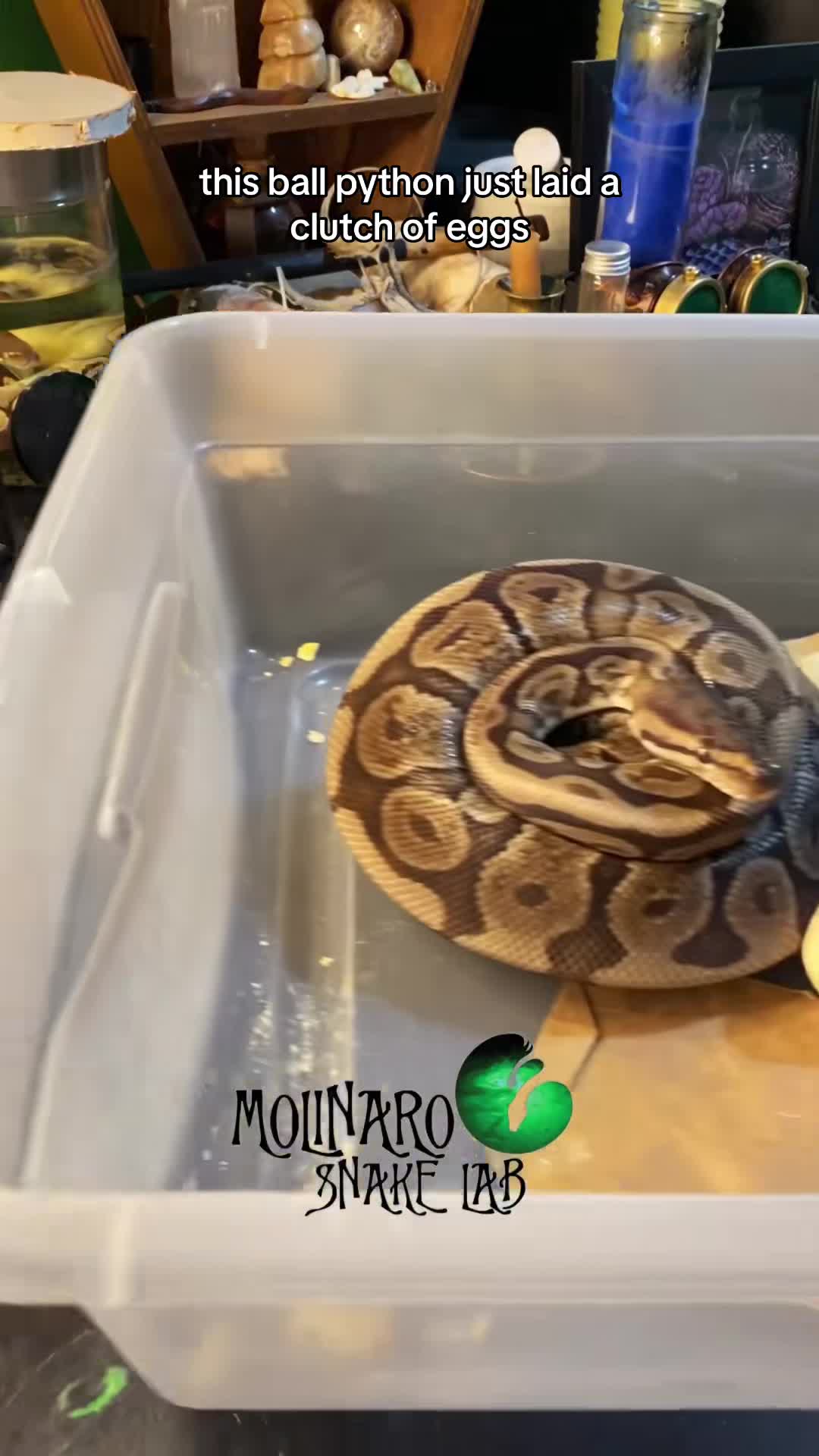 Hatching baby ball pythons!