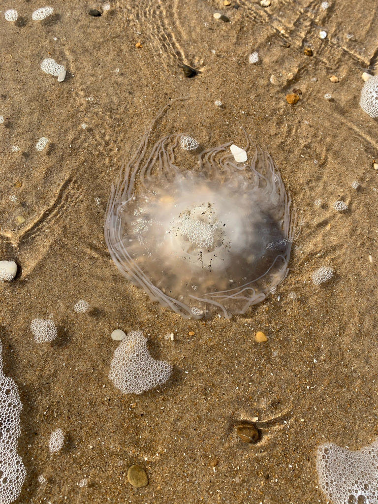 Jellyfish swarm in Ocean City as waters warm. What to do if you get stung