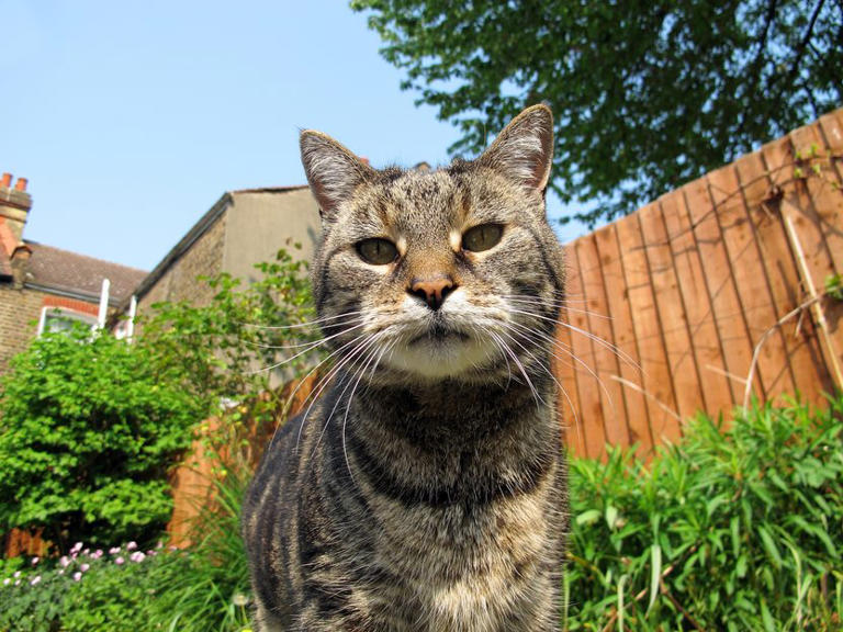How many cat years is one human year? We explain how old your cat ...