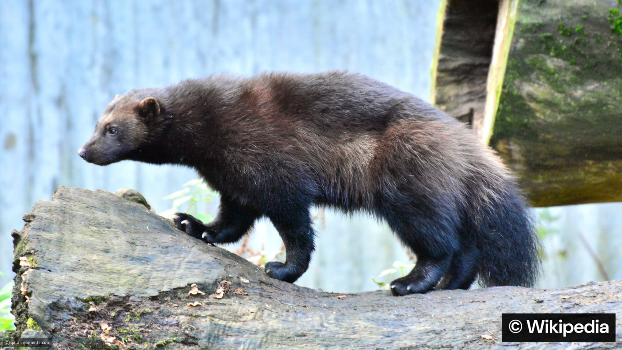 13 animals that can defeat prey many times their size