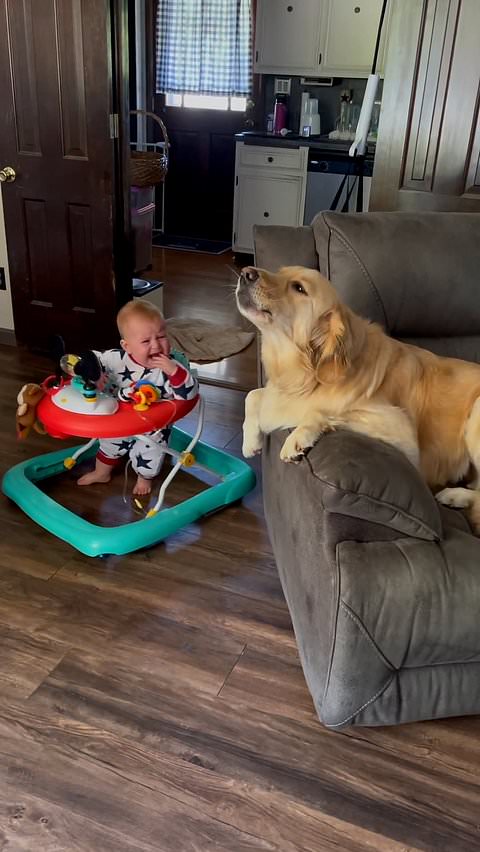 Golden retriever joins baby in crying contest