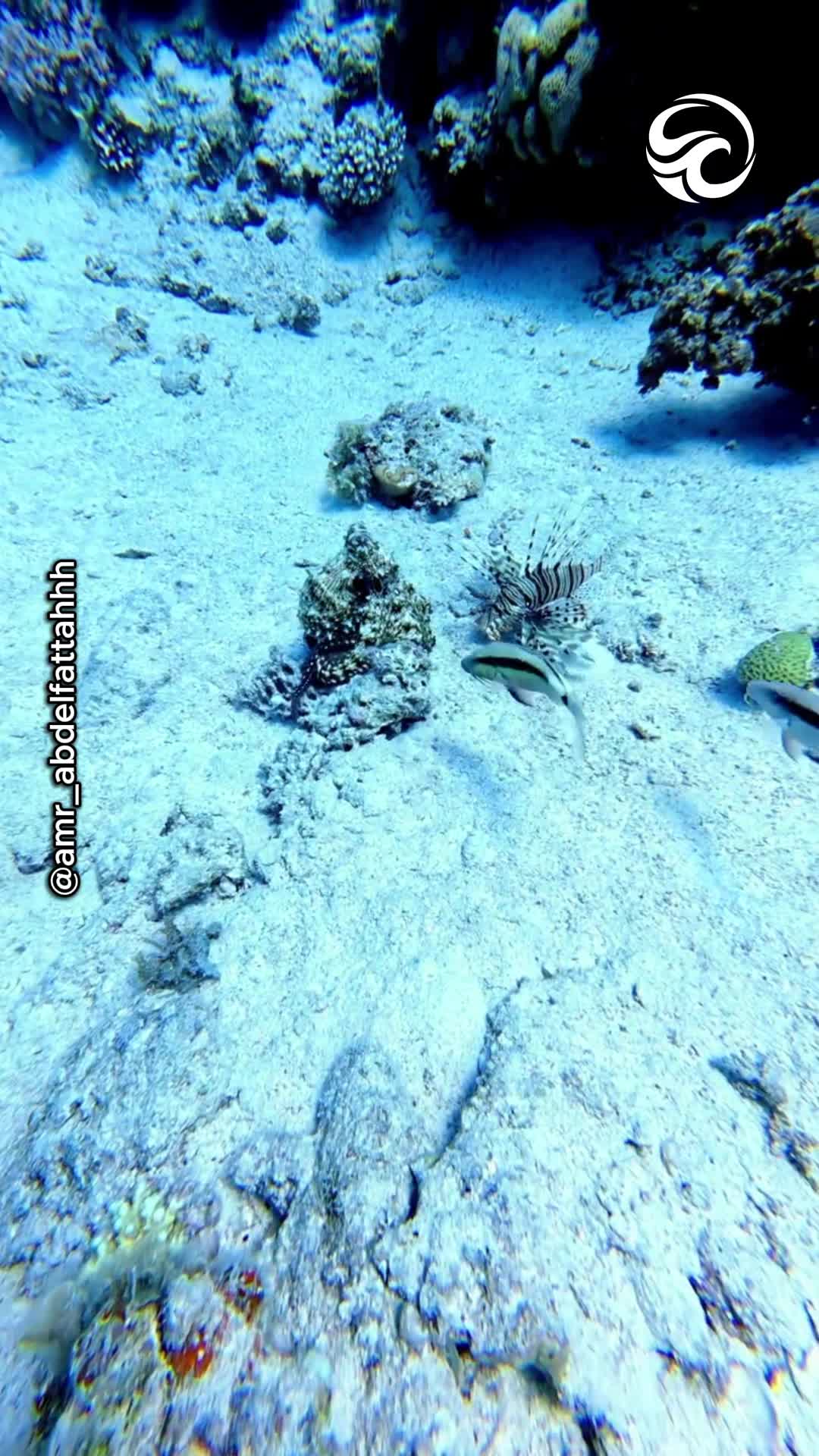 Scuba diver captures octopus's incredible camouflage skills