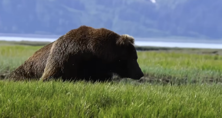 A 450 kg Grizzly Bear Attack – Seconds Later He is Eaten Alive