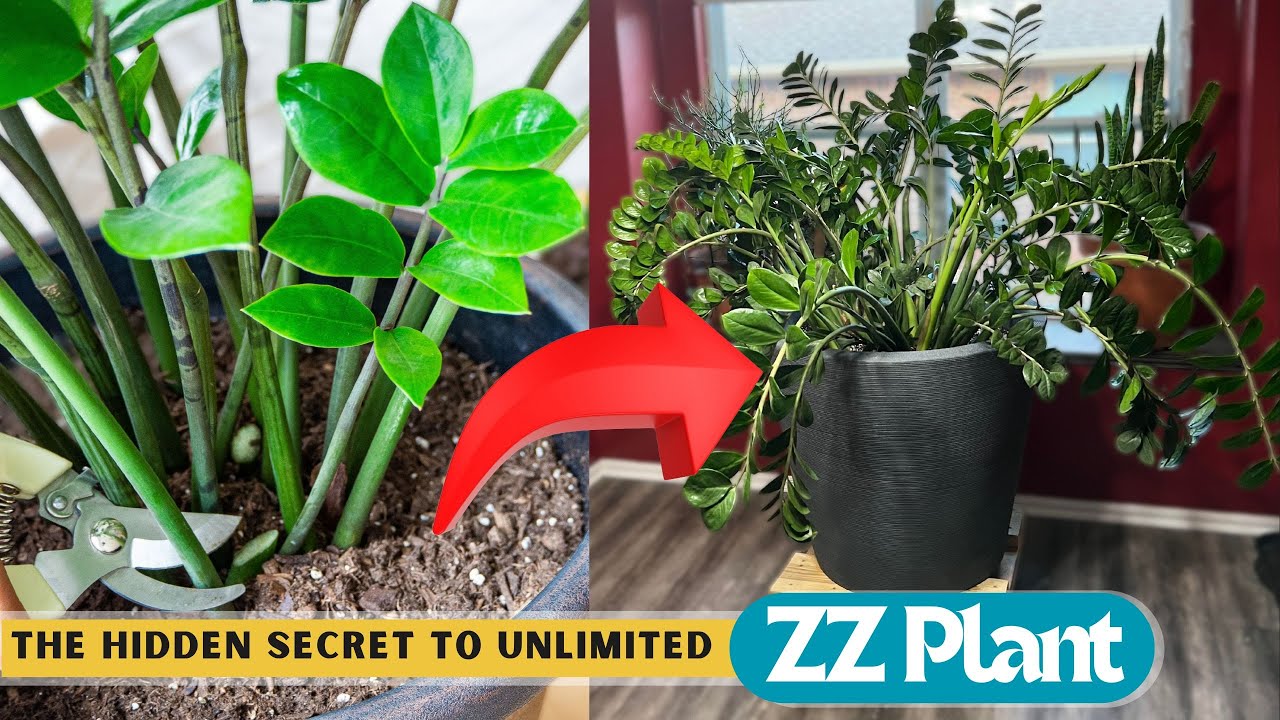 Essential ZZ plant care tips for avoiding common problems