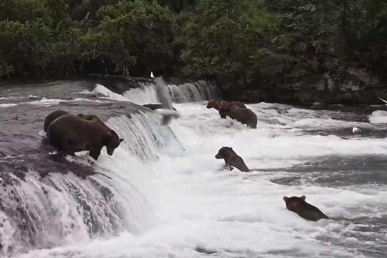 second-bear-cub-killed-in-less-than-a-week-at-popular-national-park