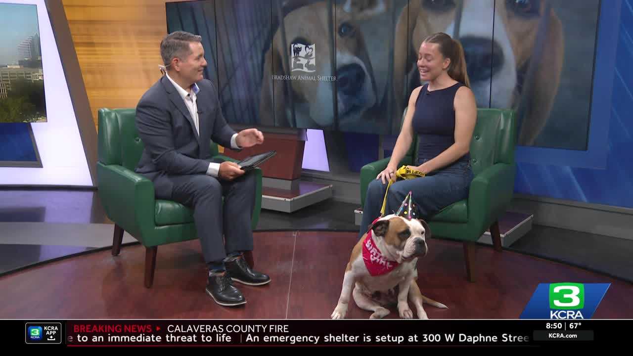 Bradshaw Animal Shelter celebrates 'DOGust' with free adoptions in August