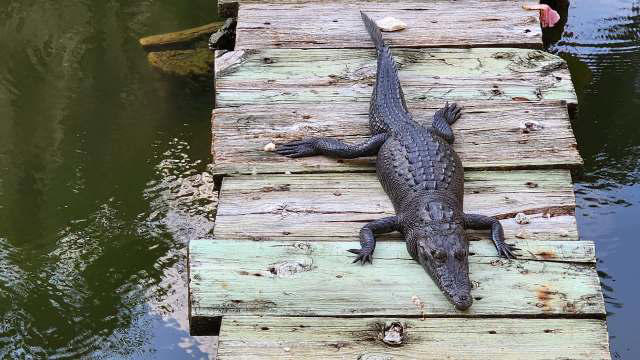 Habitat loss in Florida is pushing American crocodiles onto docks, jet ...