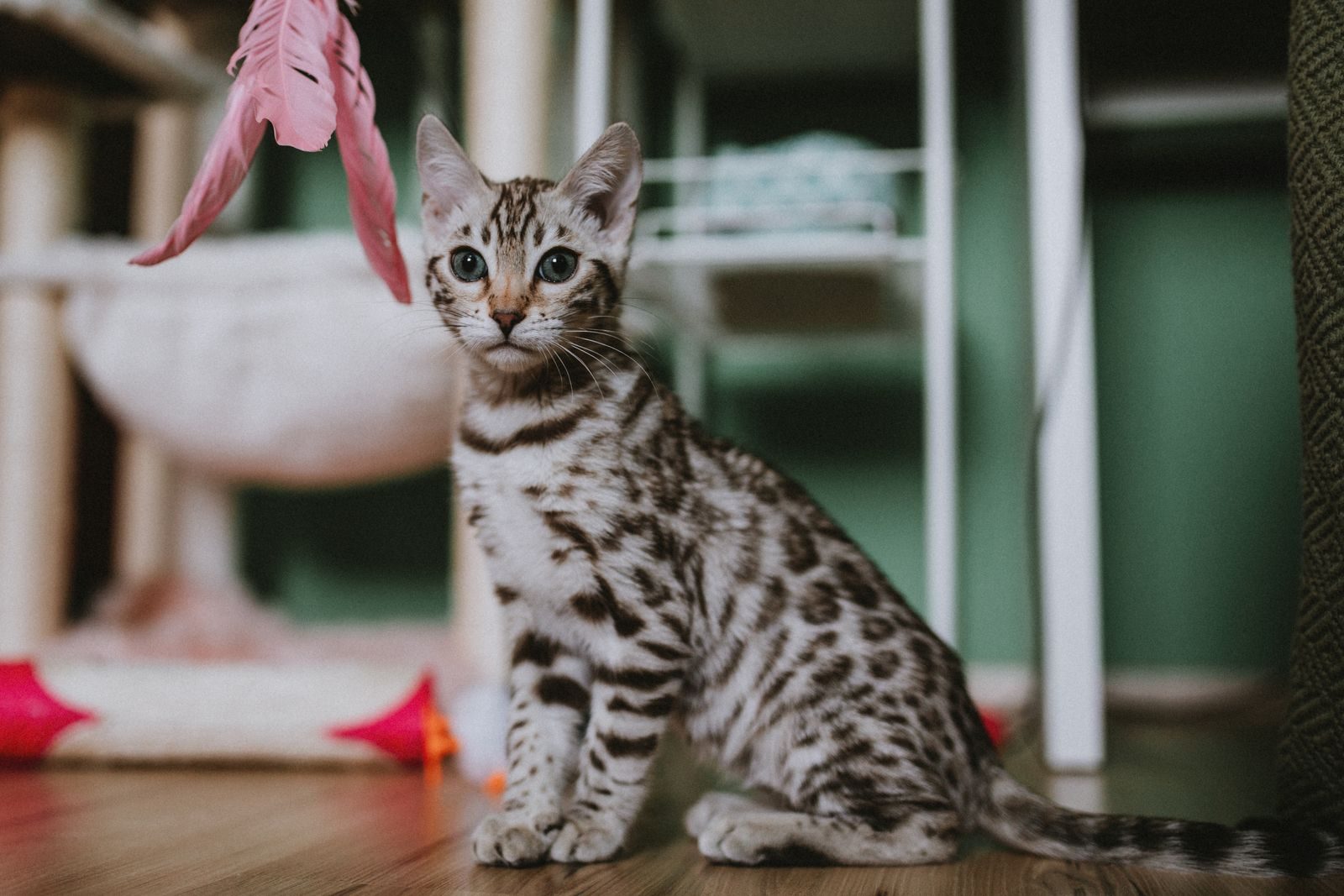 Cat perception science reveals unique motion reaction speeds