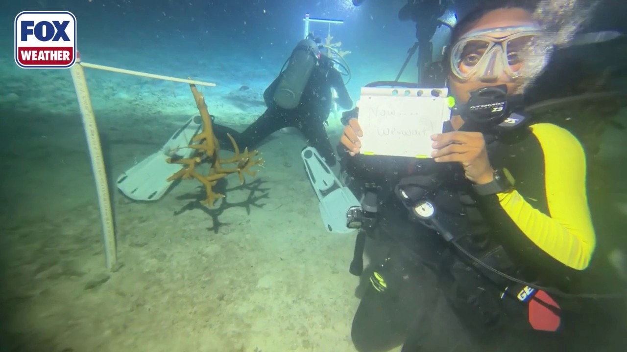 Coral reef restoration project aims to rebuild Florida Keys' natural reefs