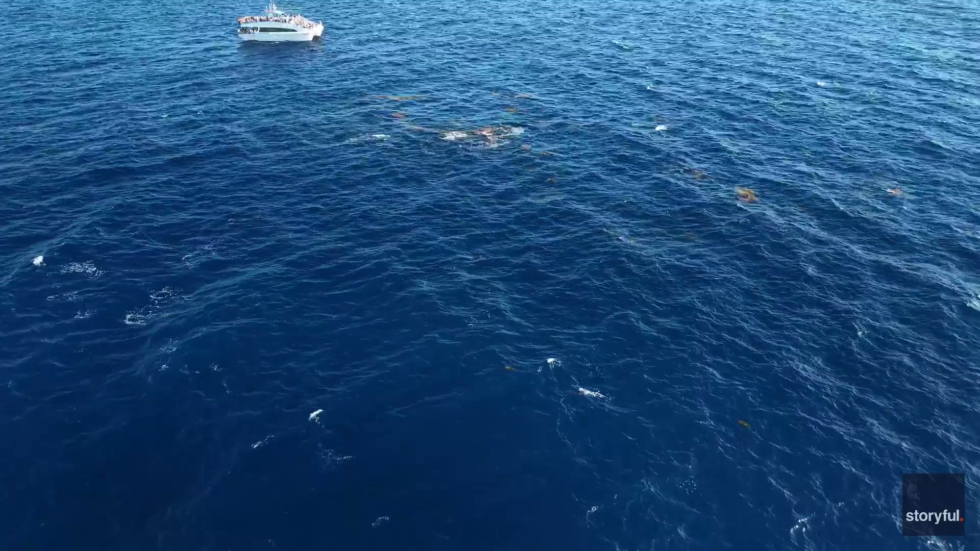 Drone footage captures unusual humpback behaviors off Southern California