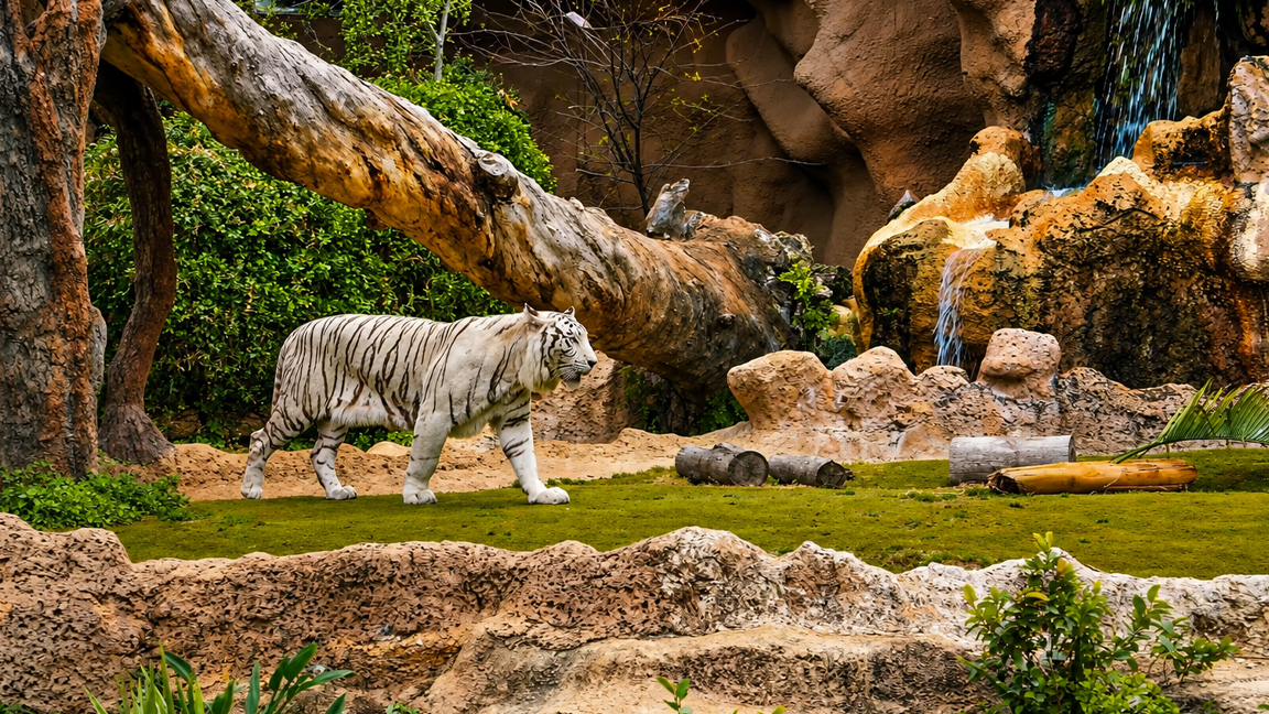 The rare beauty of the majestic white tiger