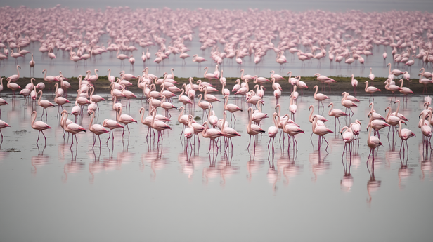 lesser-vs-greater-flamingo-why-india-s-sewage-ponds-have-become-a-pink