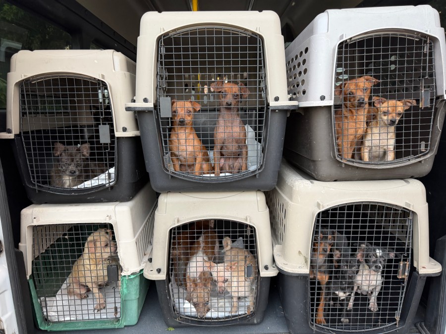Massive animal neglect investigation finds more than 200 dogs on Adair County property