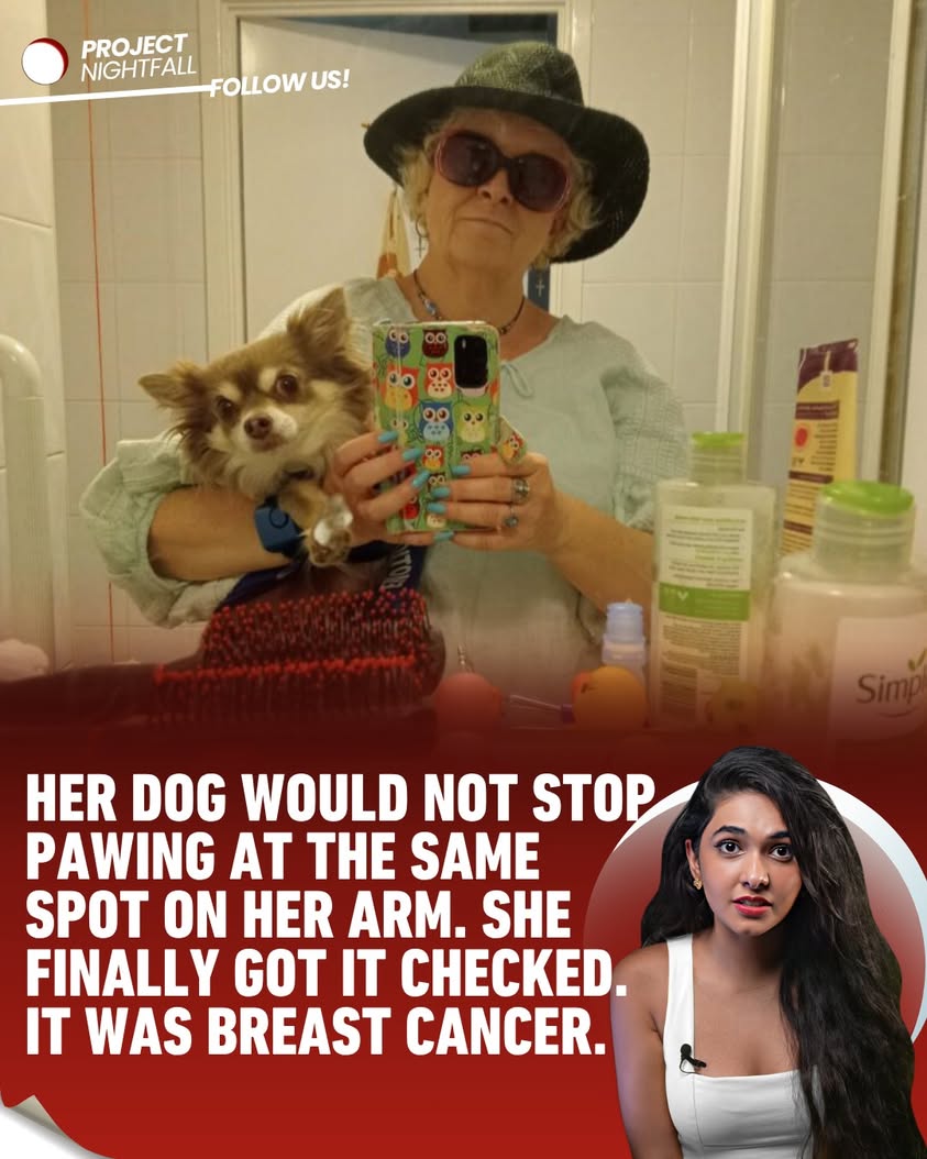 unbelievable-truth-a-chihuahua-s-persistent-paw-saved-its-owner-from