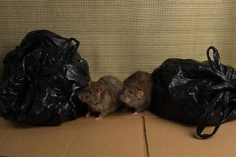 Rats could be lurking in your home if you notice this one smell