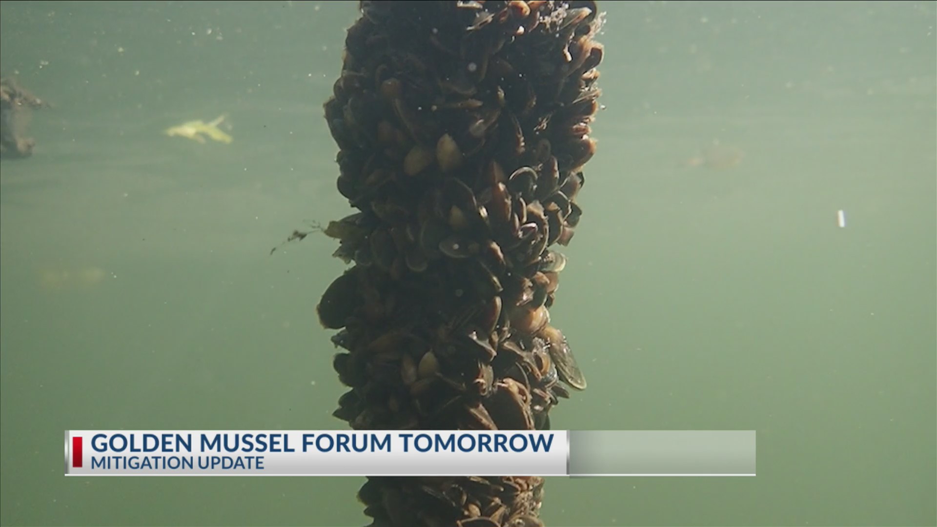 Kern County groups to host golden mussel information forum Aug. 5
