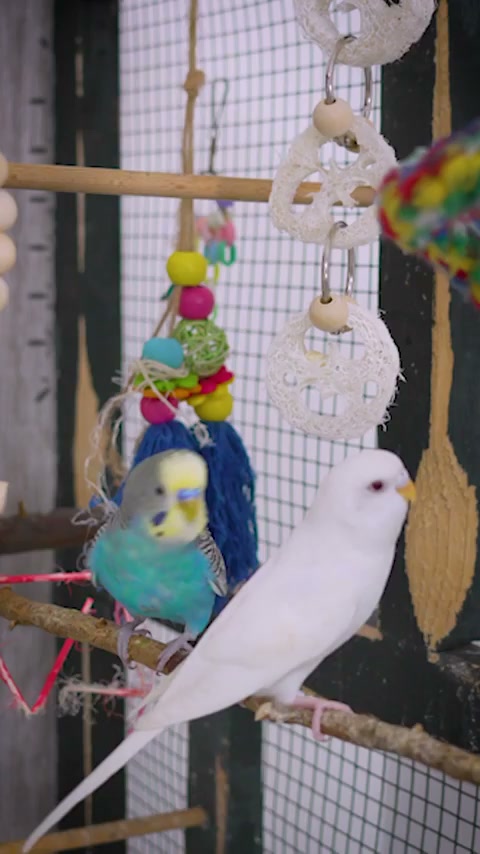 The best bird toys for less than $1