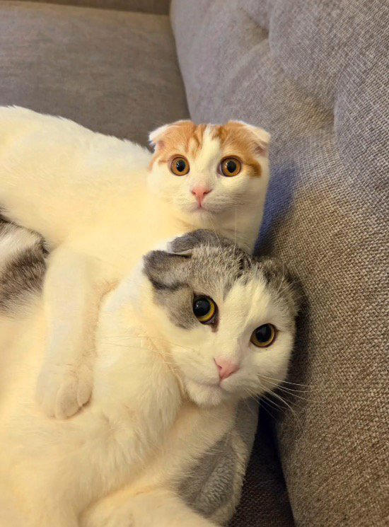 キャットタワーに何かいると思ったら、ネコが…想像以上に『謎の生物』な光景に3万いいね「UMAかと思ったw」「電車で声出して笑った」